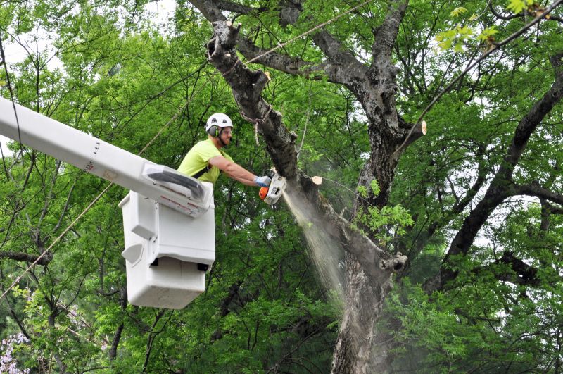 Birch Tree Removal in Allentown, PA