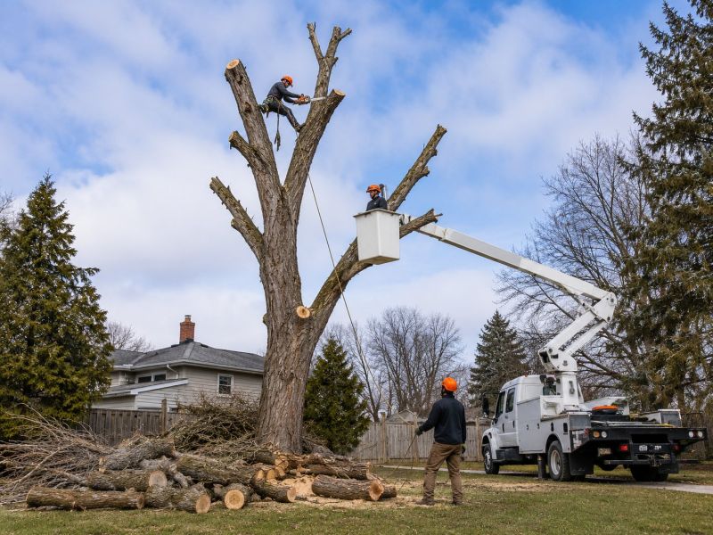 Apple Tree Removal in Reno, NV