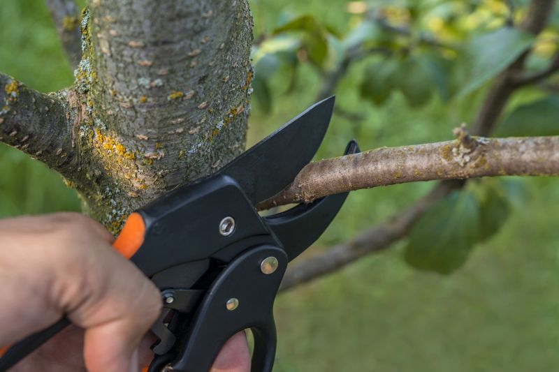 Birch Tree Removal in Pottstown, PA
