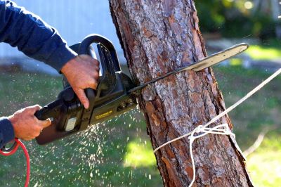 Commercial Tree Removal in Doylestown, PA