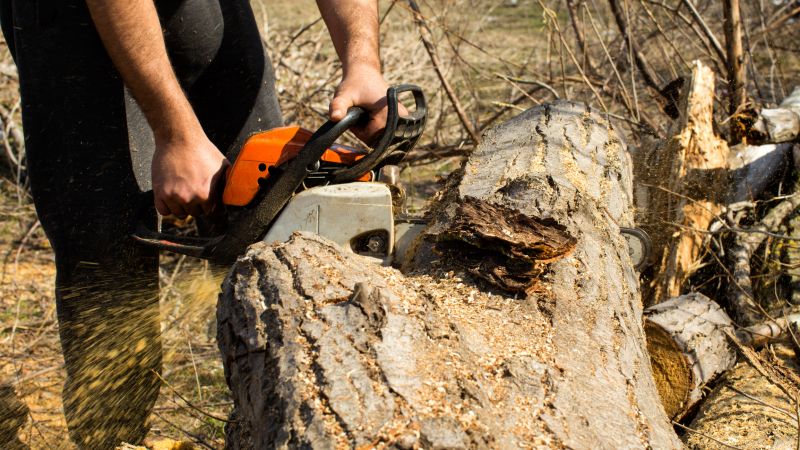 Cypress Tree Removal in Doylestown, PA