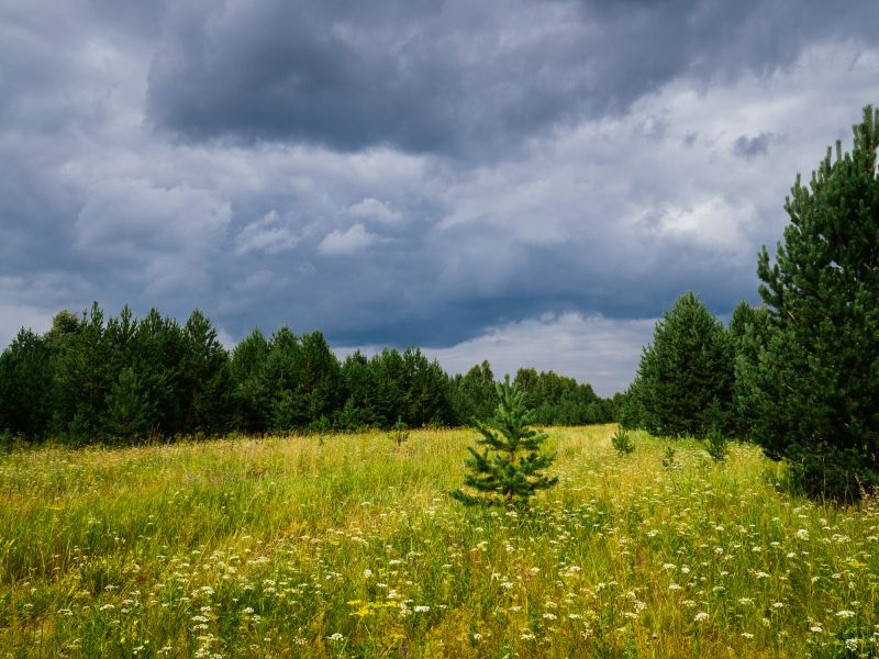 Forestry Clearing in Gwinnett County, GA
