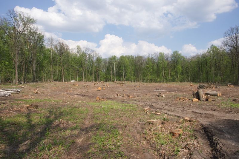 Forestry Clearing in Gwinnett County, GA