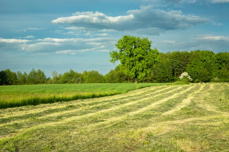 Land Clearing in Gwinnett County, GA