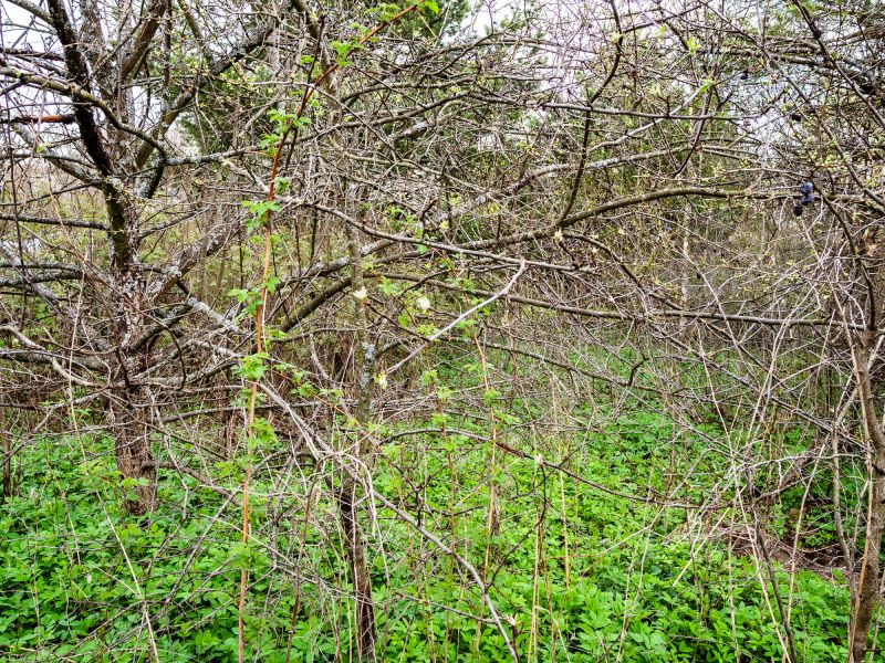 Underbrush Clearing in Gwinnett County, GA