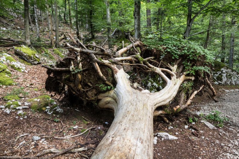 Undergrowth Removal in Cumming, GA