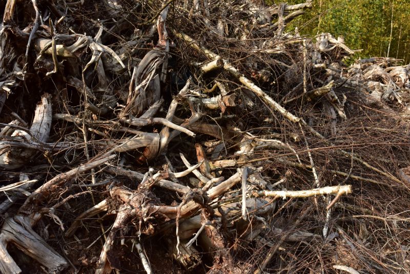 Undergrowth Removal in Cumming, GA