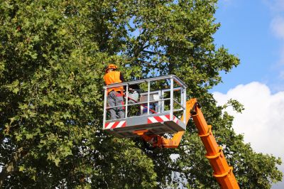 Skilled Tree Removal Services