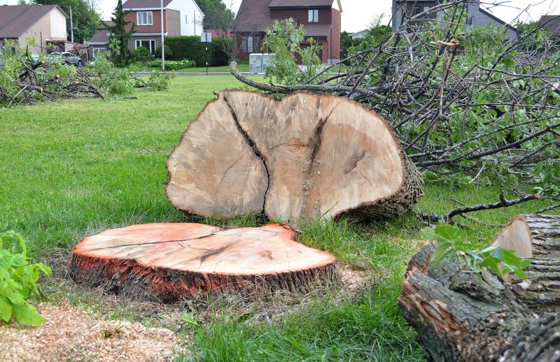 Willow Tree Removal in Allentown, PA